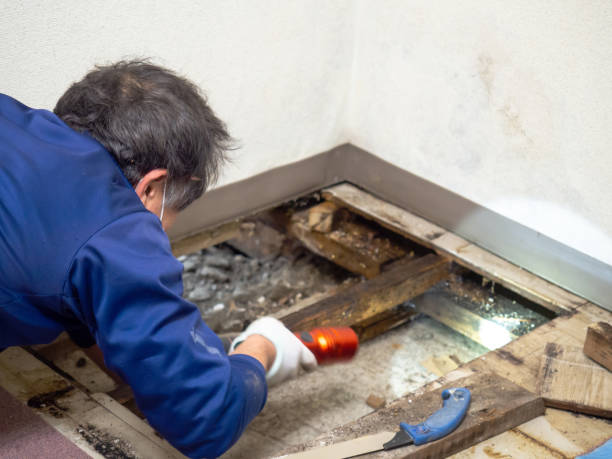 Mold Testing and Removal in Shelbyville, IN