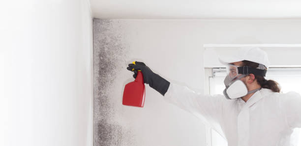 Best Mold Damage Repair  in Shelbyville, IN