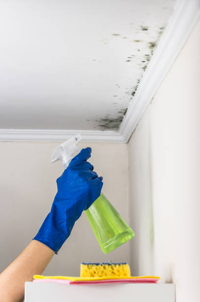 Attic Mold Removal in Shelbyville, IN