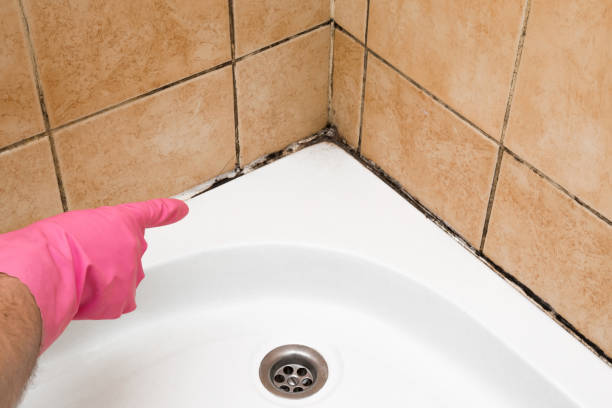 Professional Mold Removal in Shelbyville, IN